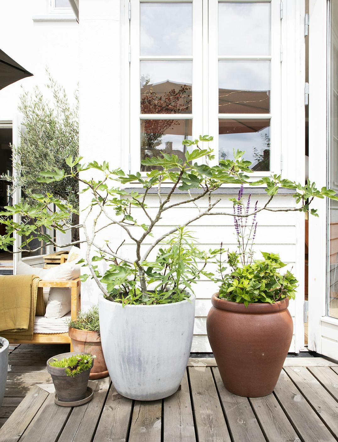 littleditroidbom220237 Grønne planter krukker